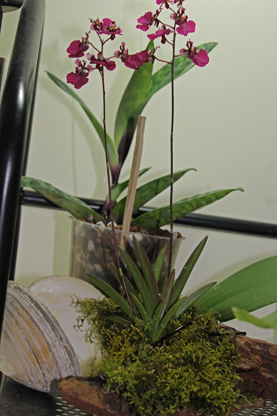 Maria's Orchids: Growing orchids in live moss